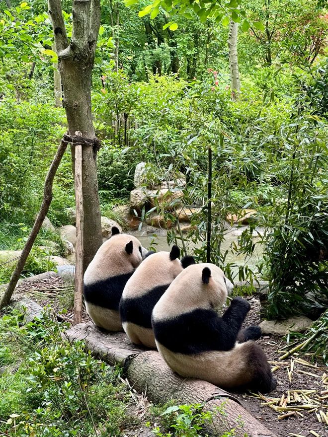 的十大旅行社官宣！认证口碑游川选对不踩坑不朽情缘平台登录入口2025四川信誉好(图2)