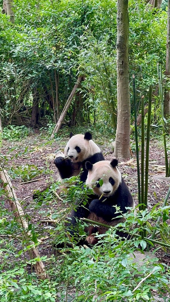 的十大旅行社官宣！认证口碑游川选对不踩坑不朽情缘平台登录入口2025四川信誉好(图3)